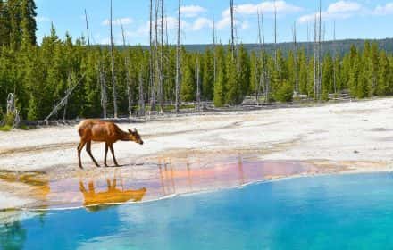 One Day in Yellowstone