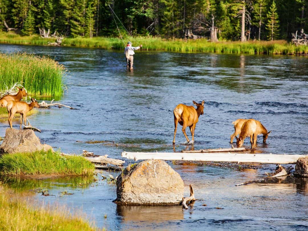 Entrances to Yellowstone Fly fishing in Yellowstone
