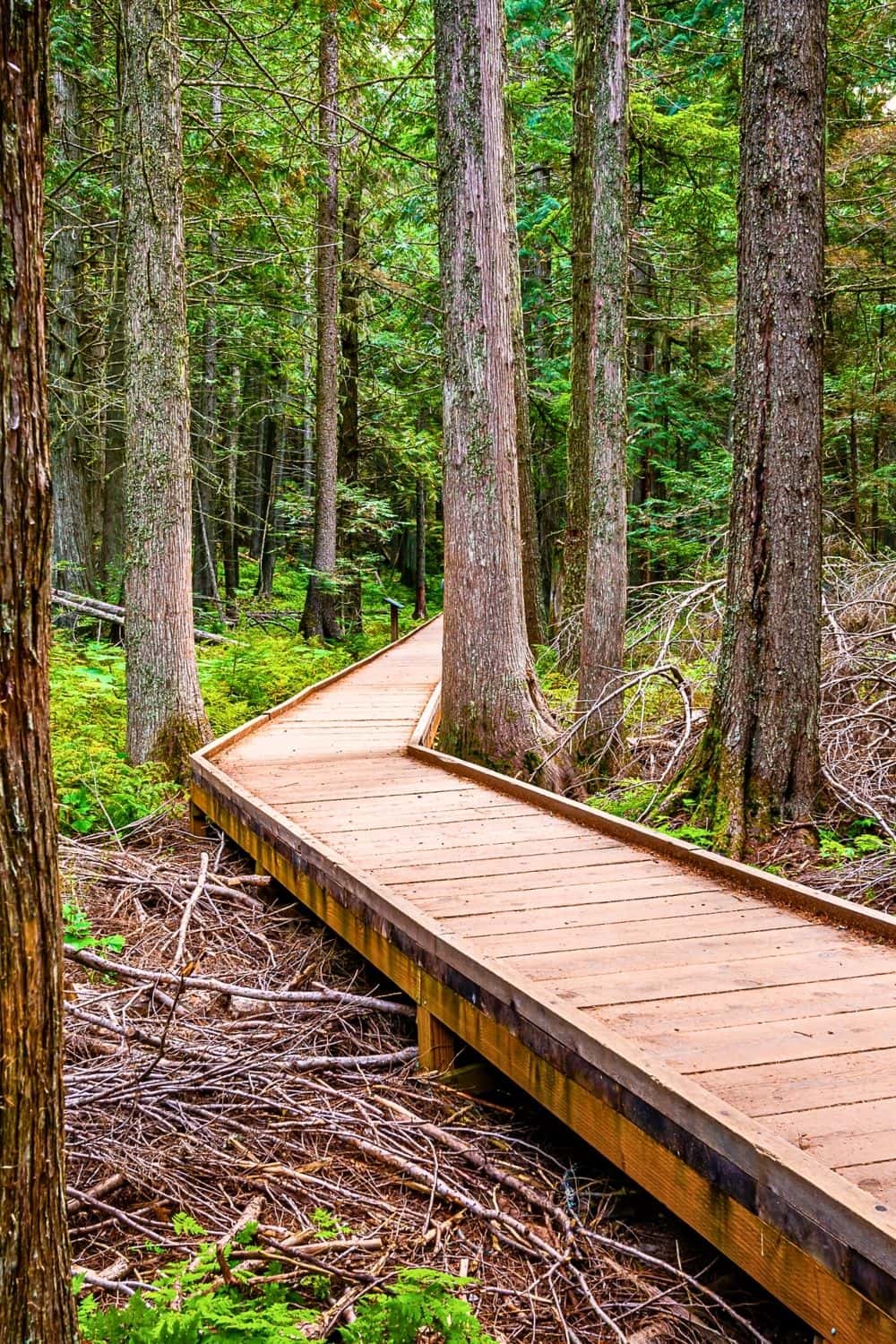 Trail of the Cedars in Glacier