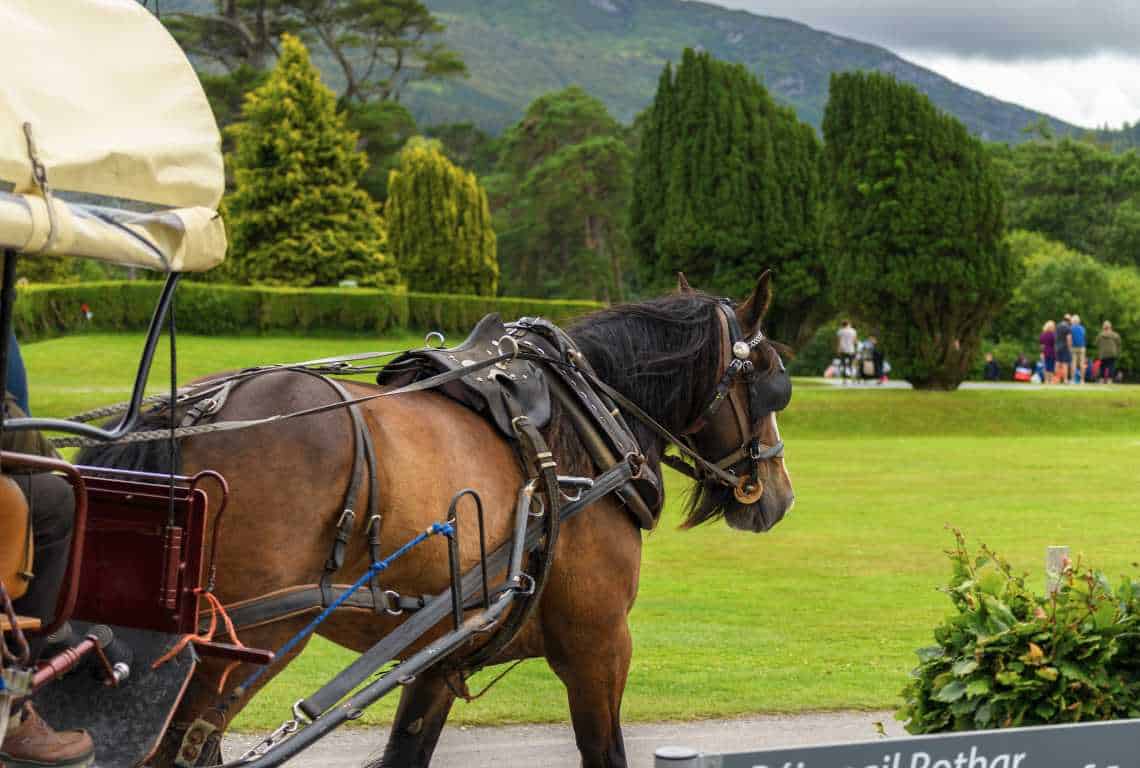 Things to Do in Killarney National Park