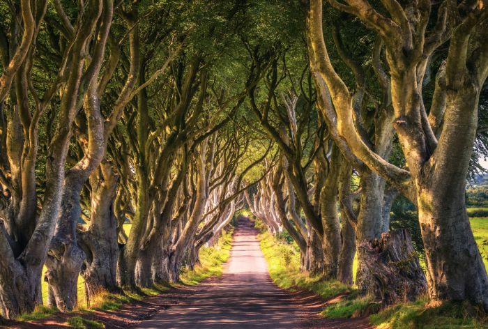 The Dark Hedges in Northern Ireland