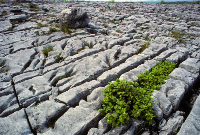 The Burren